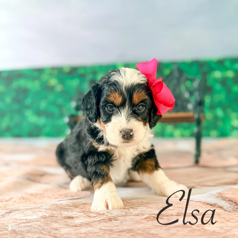 Elsa – Miniature Bernedoodle puppy for sale in Moulton, IA