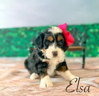 Elsa, a female Miniature Bernedoodle for sale in Moulton, IA – Photo 3 of 4