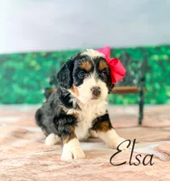 Elsa, a female Miniature Bernedoodle for sale in Moulton, IA – Photo 4 of 4