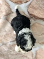 Elsa, a female Miniature Bernedoodle for sale in Moulton, IA – Photo 2 of 4