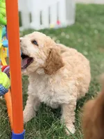 Alvin , a female Cockapoo for sale in Moulton, IA – 7 of 7