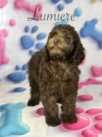 Lumiere , a male Cockapoo for sale in Moulton, IA – 5 of 8