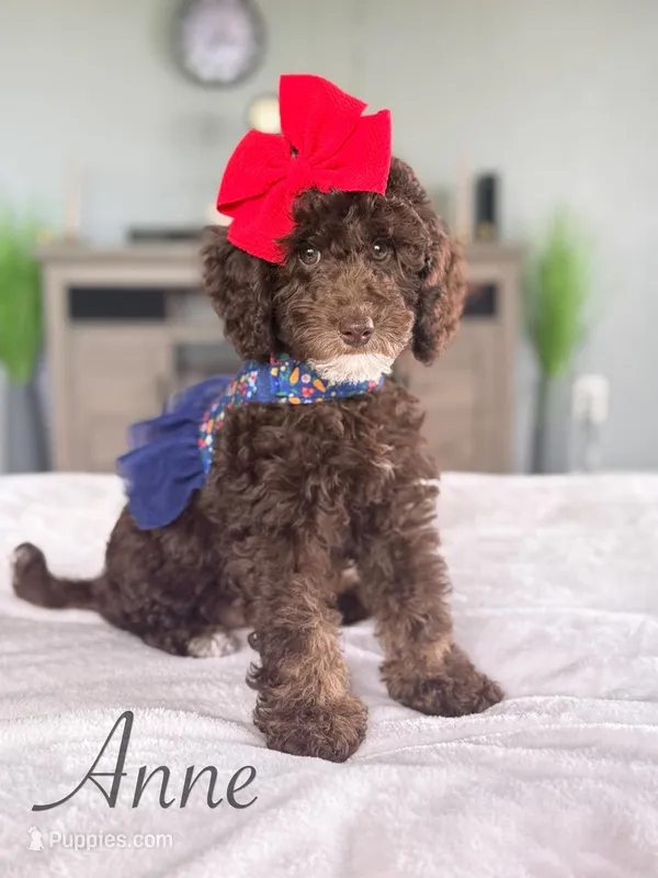 Anna – Cockapoo puppy for sale in Moulton, IA