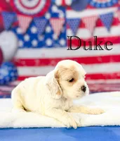 Duke , a male Cocker Spaniel for sale in Moulton, IA – 6 of 6