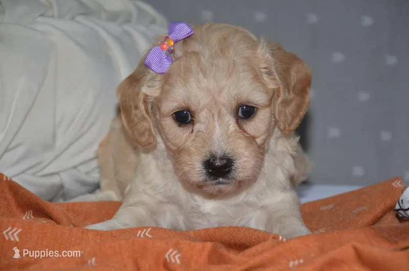 Tulip, a female Cavapoo for sale in Moulton, IA – Photo 1 of 9