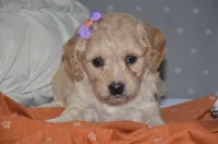 Tulip, a female Cavapoo for sale in Moulton, IA – Photo 1 of 9