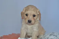 Tulip, a female Cavapoo for sale in Moulton, IA – Photo 6 of 9