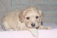 Tulip, a female Cavapoo for sale in Moulton, IA – Photo 4 of 9