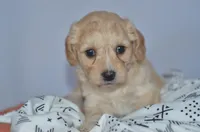 Tulip, a female Cavapoo for sale in Moulton, IA – Photo 7 of 9