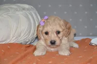 Tulip, a female Cavapoo for sale in Moulton, IA – Photo 9 of 9