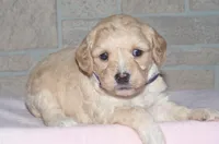 Tulip, a female Cavapoo for sale in Moulton, IA – Photo 2 of 9