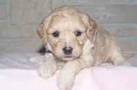 Tulip, a female Cavapoo for sale in Moulton, IA – Photo 5 of 9