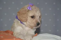 Tulip, a female Cavapoo for sale in Moulton, IA – Photo 8 of 9