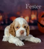 Fester , a male Cocker Spaniel for sale in Moulton, IA – 6 of 7