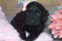 Lola, a female Cockapoo for sale in Moulton, IA – Photo 2 of 4