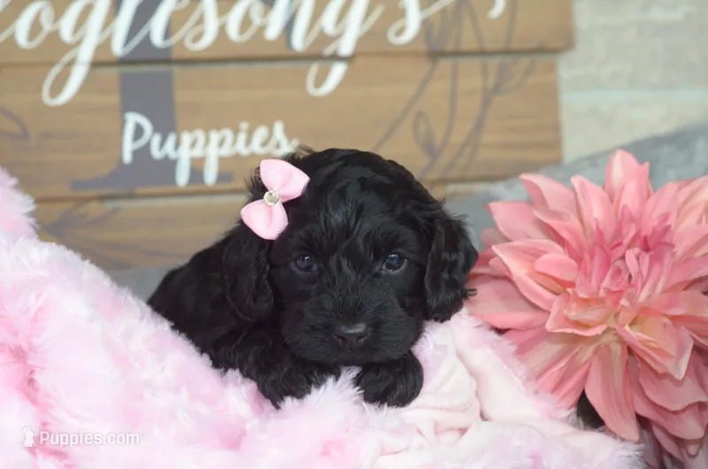Lola, a female Cockapoo for sale in Moulton, IA – Photo 1 of 4