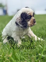 Rhonda, a female Cocker Spaniel for sale in Moulton, IA – 7 of 7