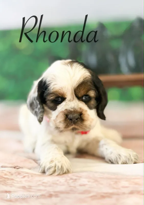 Rhonda – Cocker Spaniel puppy for sale in Moulton, IA
