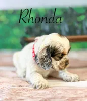 Rhonda, a female Cocker Spaniel for sale in Moulton, IA – Photo 3 of 3