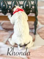 Rhonda, a female Cocker Spaniel for sale in Moulton, IA – Photo 2 of 3