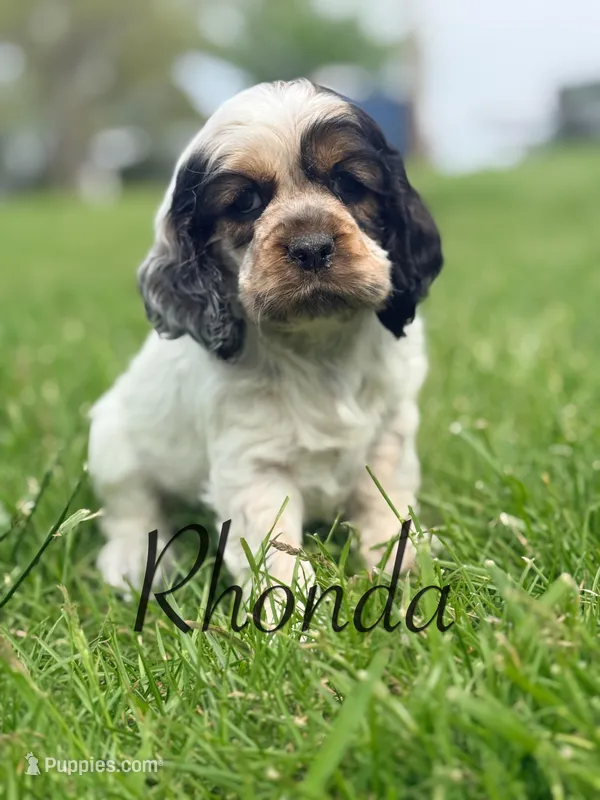 Rhonda – Cocker Spaniel puppy for sale in Moulton, IA