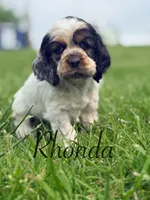 Rhonda, a female Cocker Spaniel for sale in Moulton, IA – 6 of 7