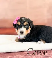 Cove, a female Miniature Bernedoodle for sale in Moulton, IA – 4 of 6