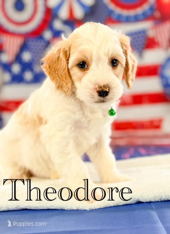 Theodore – Cockapoo puppy for sale in Moulton, IA