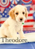 Theodore, a female Cockapoo for sale in Moulton, IA – 1 of 4