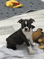 AKC Male #4, a male Boston Terrier for sale in Macon, GA – 4 of 5