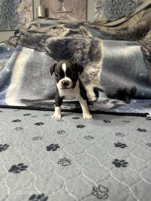 AKC Male #4 – Boston Terrier puppy for sale in Macon, GA