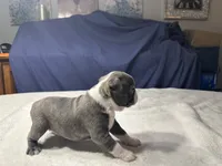 Male 2, a male Boston Terrier for sale in Macon, GA – Photo 6 of 6