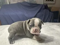 Male 2, a male Boston Terrier for sale in Macon, GA – Photo 4 of 6