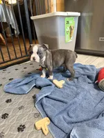 Male 2, a male Boston Terrier for sale in Macon, GA – Photo 3 of 6