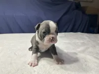 Male 2, a male Boston Terrier for sale in Macon, GA – Photo 5 of 6