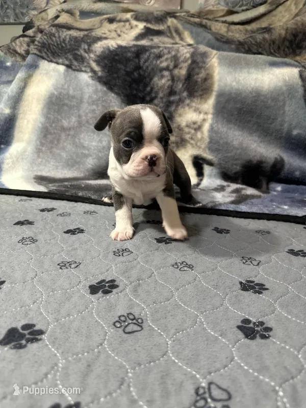 AKC Female #2 – Boston Terrier puppy for sale in Macon, GA
