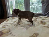 Male #1, a male Boston Terrier for sale in Macon, GA – 3 of 4