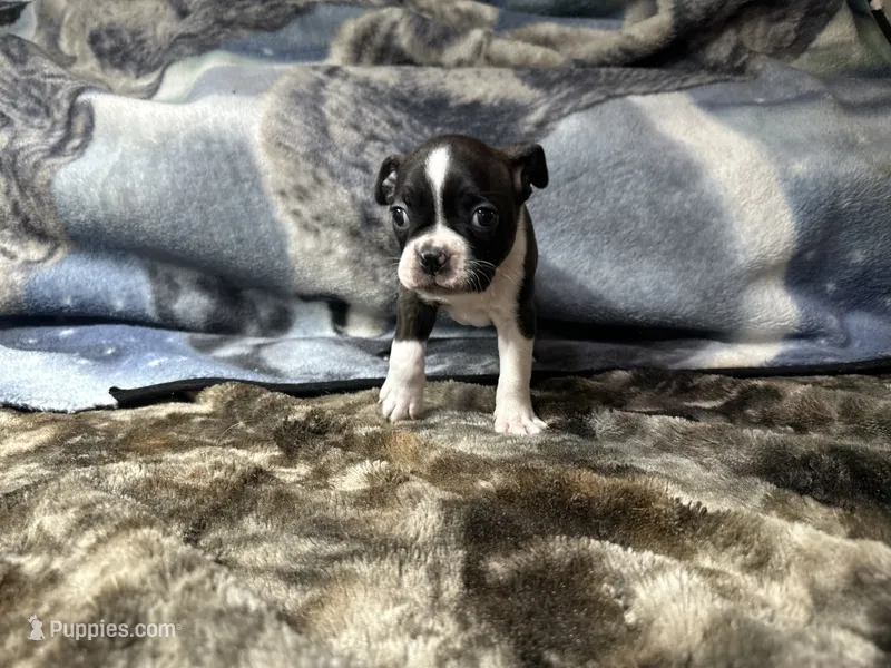 AKC Male #4 – Boston Terrier puppy for sale in Macon, GA