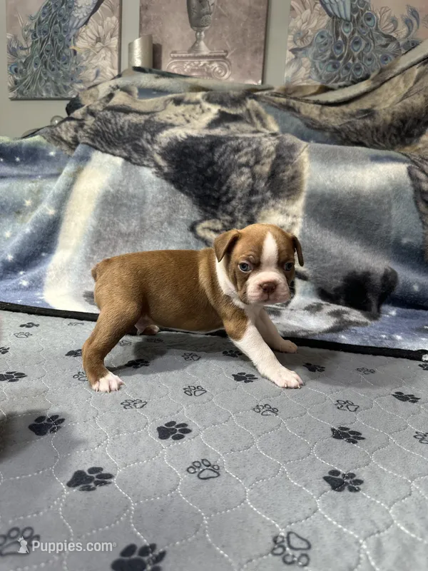 AKC Male #3 – Boston Terrier puppy for sale in Macon, GA