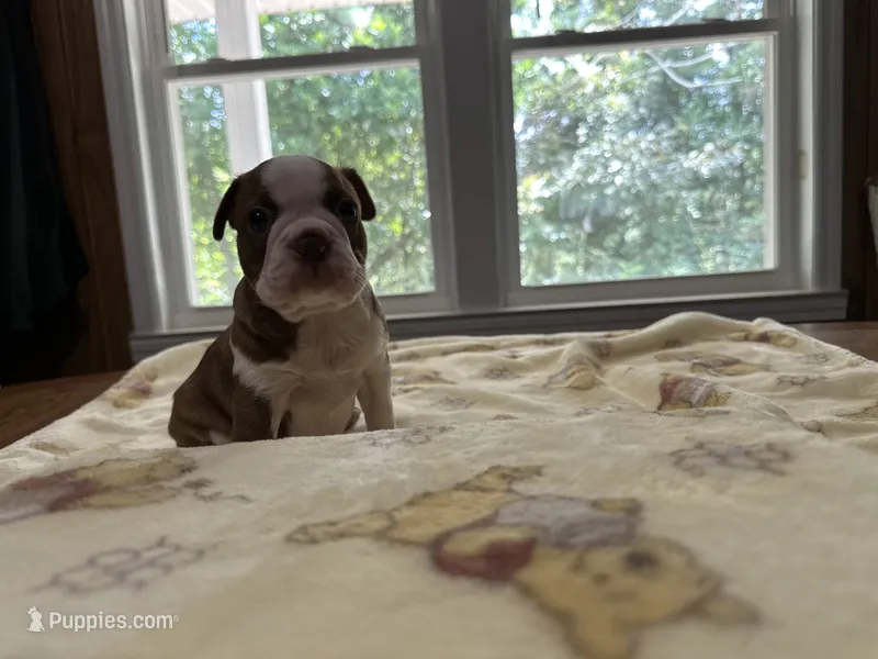 Male #1 – Boston Terrier puppy for sale in Macon, GA