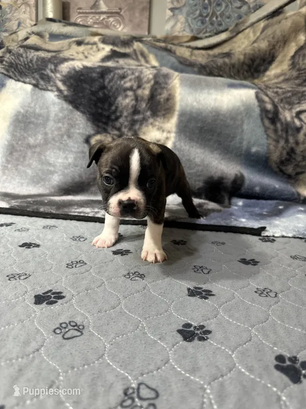 AKC Female #3 – Boston Terrier puppy for sale in Macon, GA