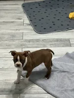 AKC Male #1, a male Boston Terrier for sale in Macon, GA – 2 of 3