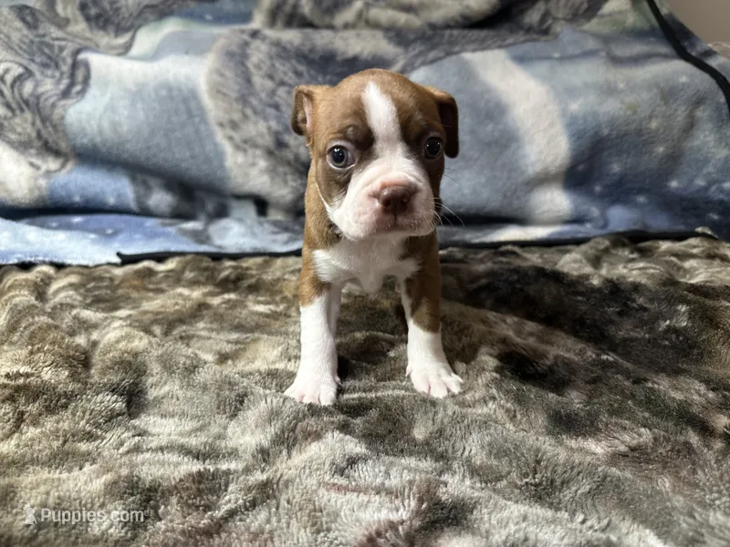 AKC Male #1 – Boston Terrier puppy for sale in Macon, GA