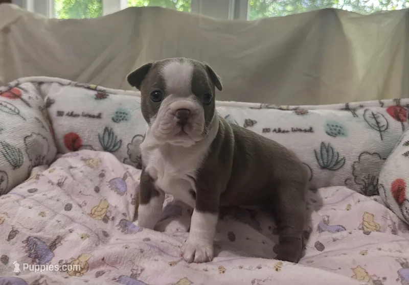 AKC Female #1 – Boston Terrier puppy for sale in Macon, GA