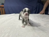 Female 4, a female Boston Terrier for sale in Macon, GA – Photo 1 of 3