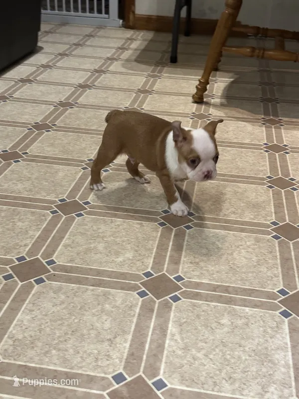 AKC Male #2 – Boston Terrier puppy for sale in Macon, GA