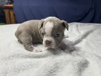 Female 1, a female Boston Terrier for sale in Macon, GA – Photo 3 of 3
