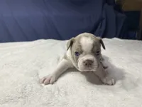 Female 1, a female Boston Terrier for sale in Macon, GA – Photo 1 of 3