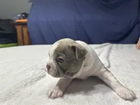 Female 1, a female Boston Terrier for sale in Macon, GA – Photo 2 of 3