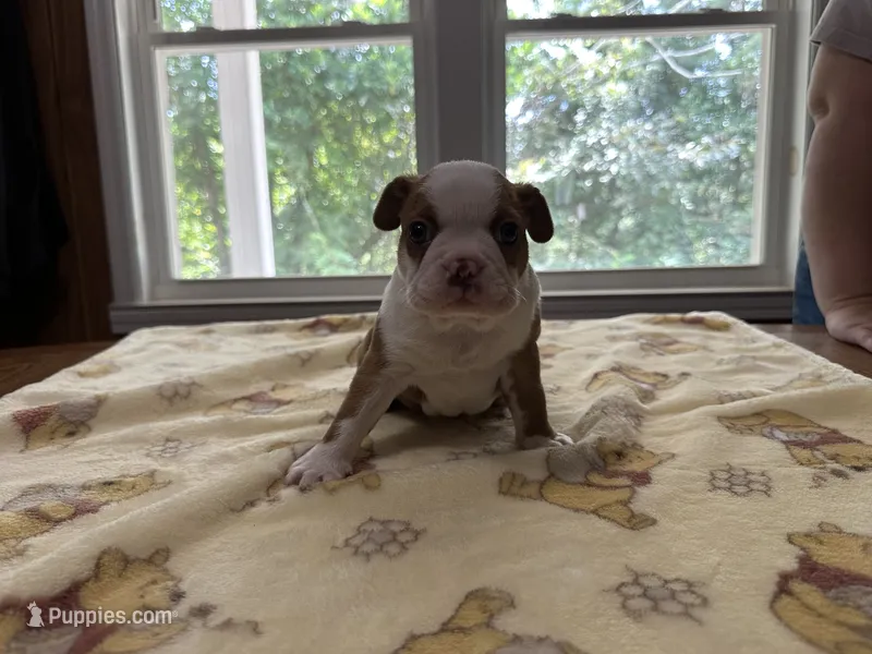 Male #2 – Boston Terrier puppy for sale in Macon, GA